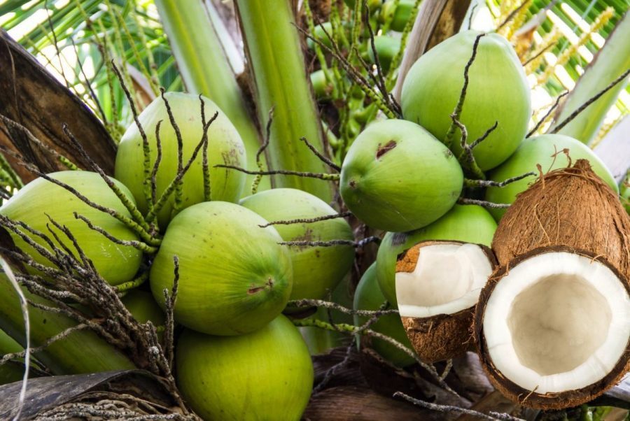 UỐNG QUÁ NHIỀU NƯỚC DỪA CÓ HẠI THẬN?!