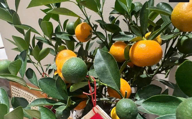 ĂN QUẤT CẢNH CÓ BỊ NHIỄM HÓA CHẤT?!